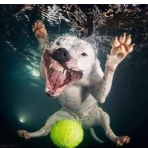 ảnh đẹp meme wow