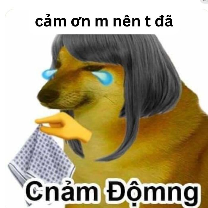 ảnh meme cảm ơn chó