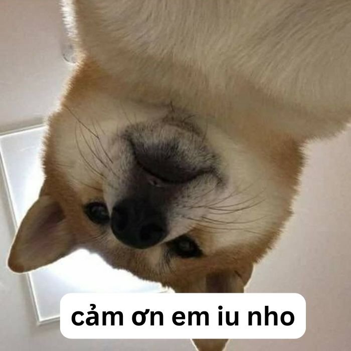 ảnh meme cảm ơn shiba
