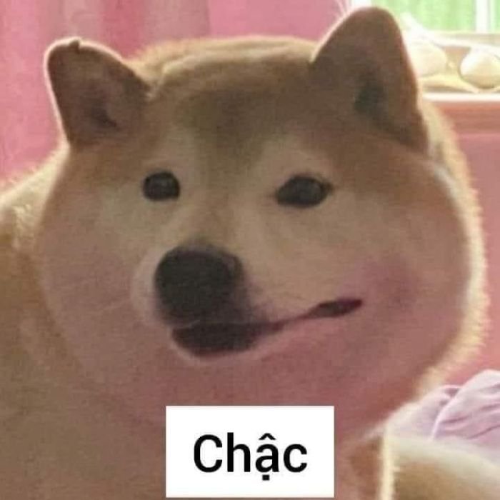 ảnh meme chê chó