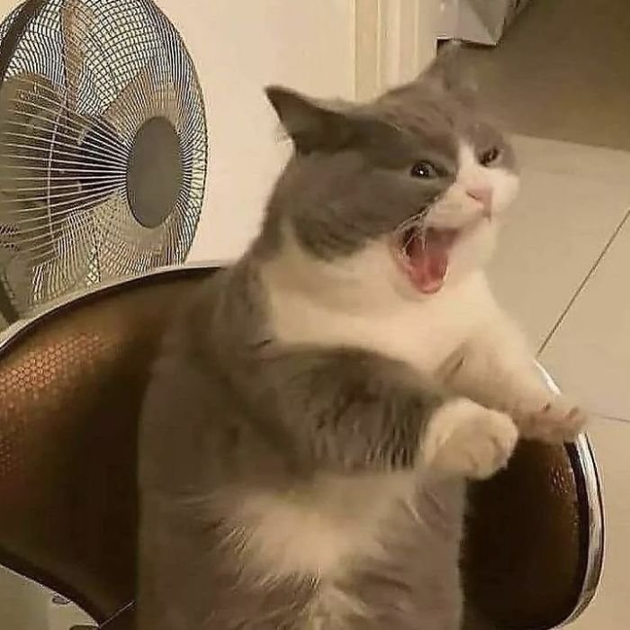 ảnh meme chê con èmo