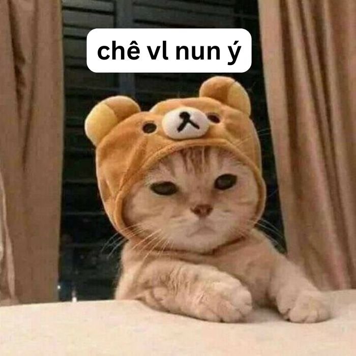 ảnh meme chê mèo hài