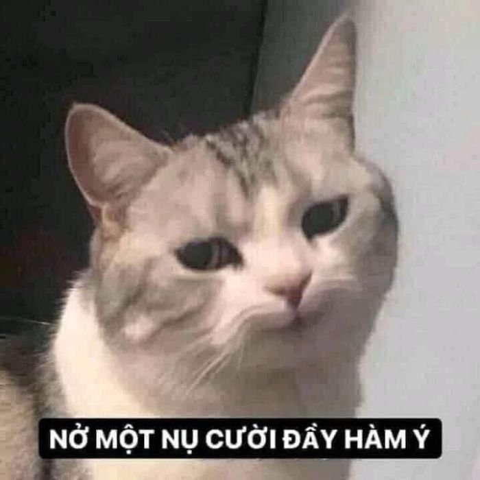 ảnh meme chê mèo