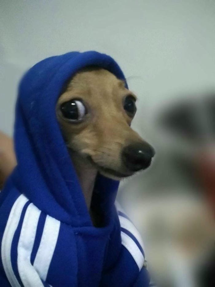 ảnh meme chó bựa đẹp