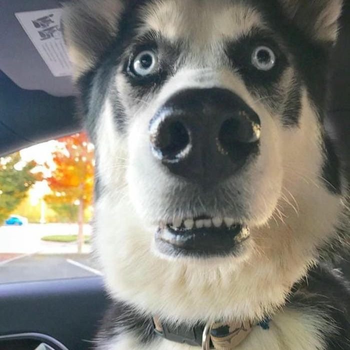 ảnh meme chó bựa nhất