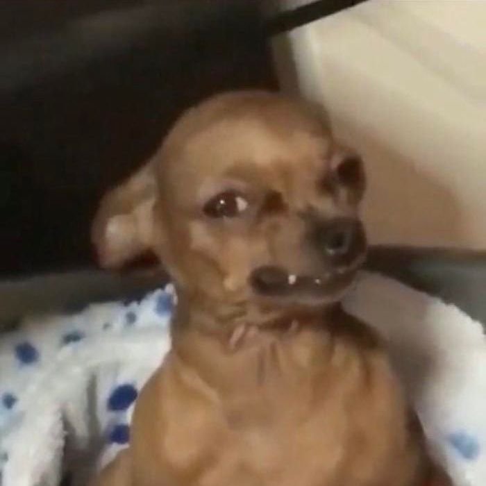 ảnh meme chó bựa nhây