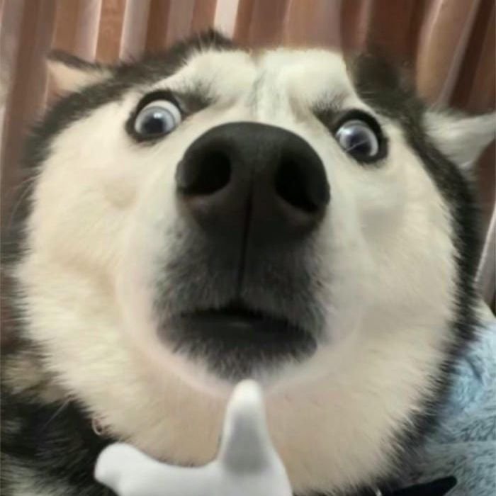 ảnh meme chó bựa