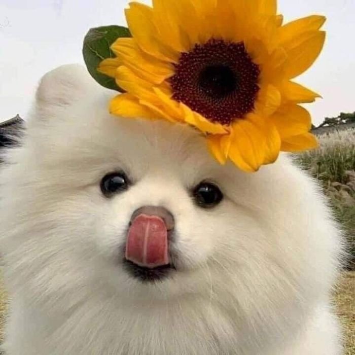 ảnh meme chó cuti