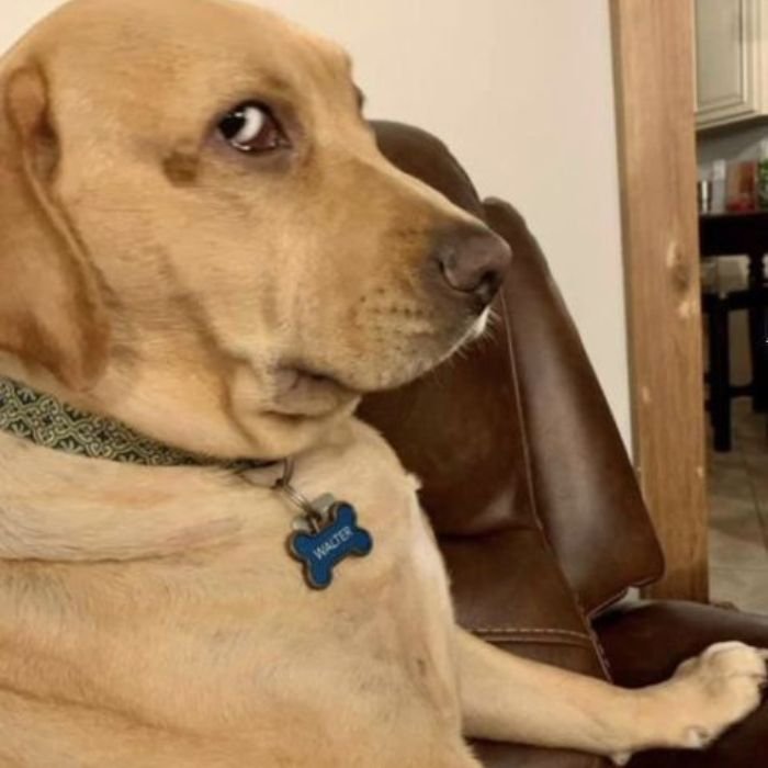 ảnh meme chó đang lườm