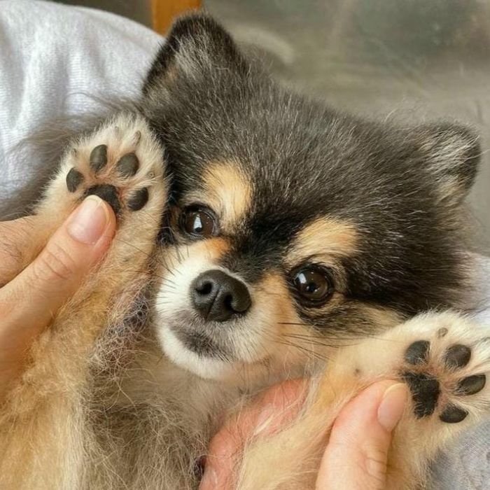 ảnh meme chó đáng yêu nhất