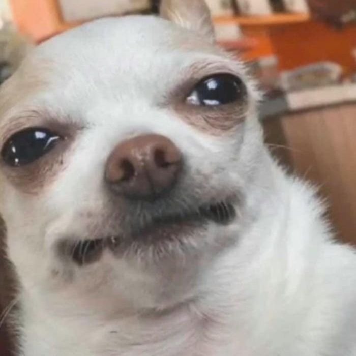 ảnh meme chó hài hước