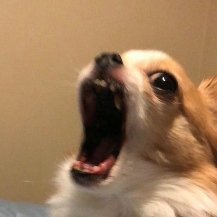 ảnh meme chó hài