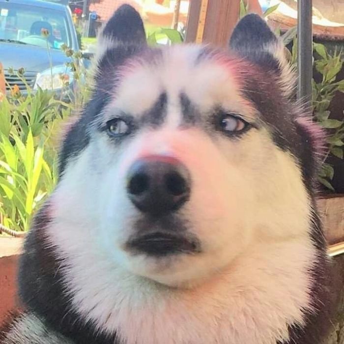 ảnh meme chó lườm hài