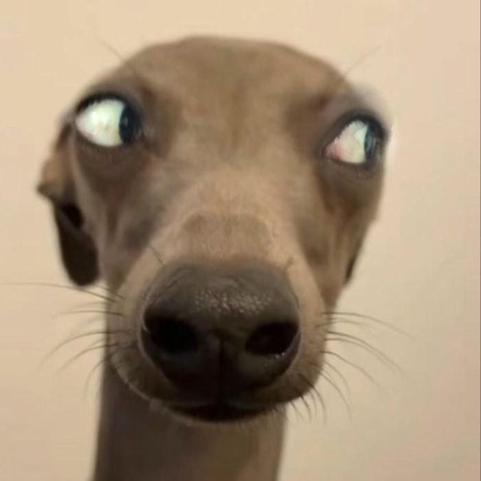 ảnh meme chó mắt hài