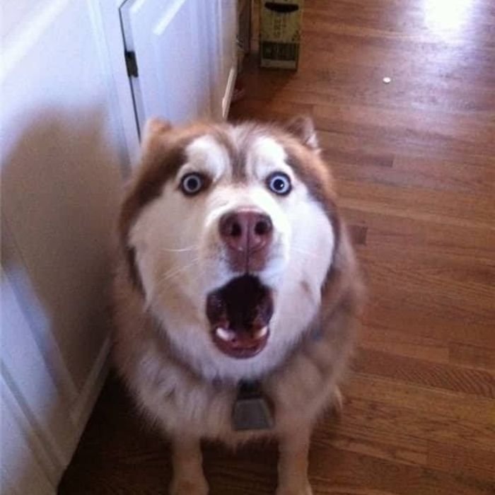 ảnh meme chó ngạc nhiên