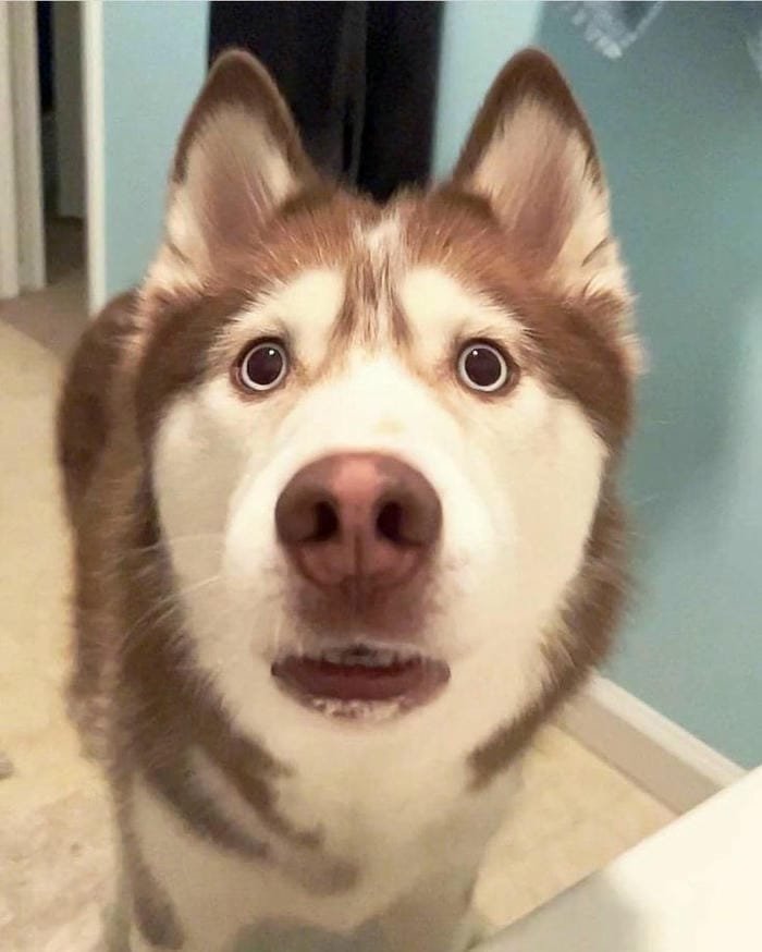 ảnh meme chó ngố nhất