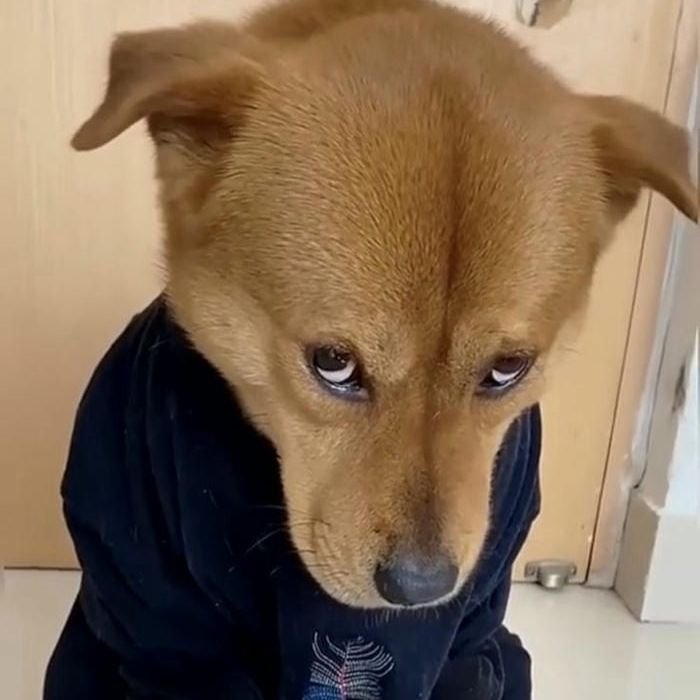 ảnh meme chó nhây nhất