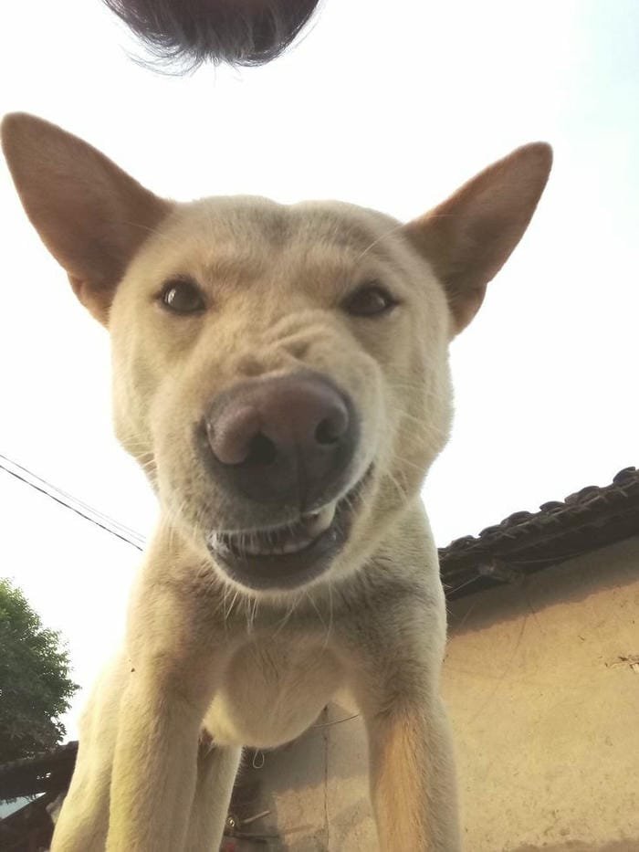 ảnh meme dog cute nhất