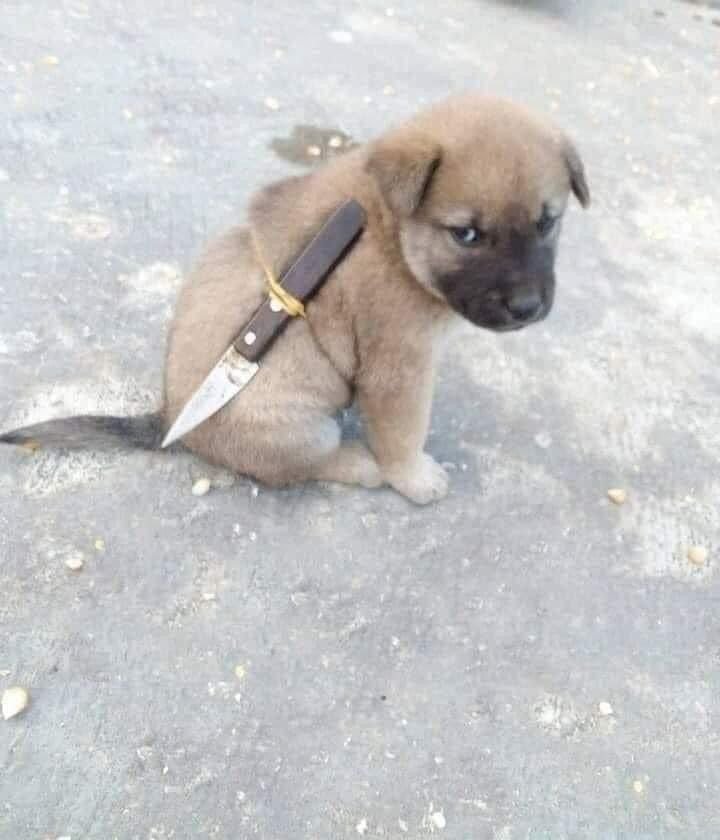 ảnh meme dog nhây bựa