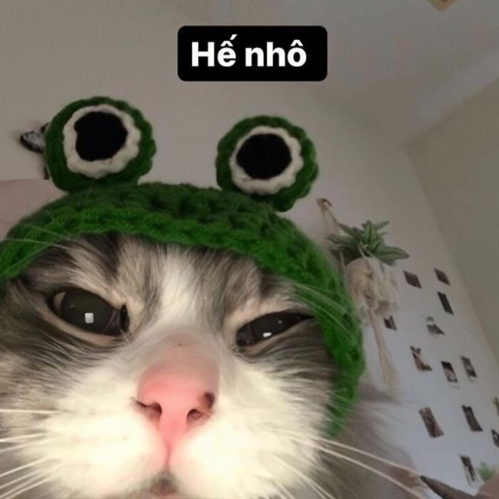 ảnh meme mèo bựa 3d