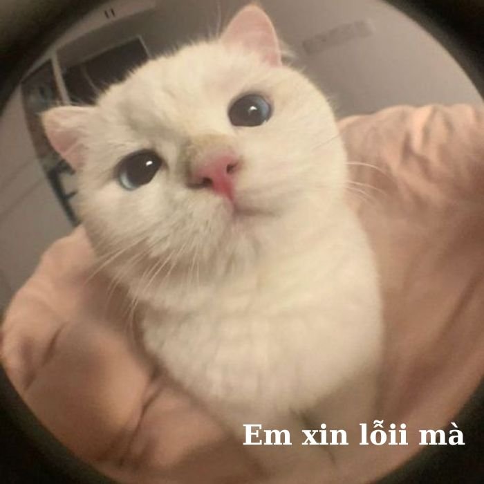 ảnh meme mèo bựa chất