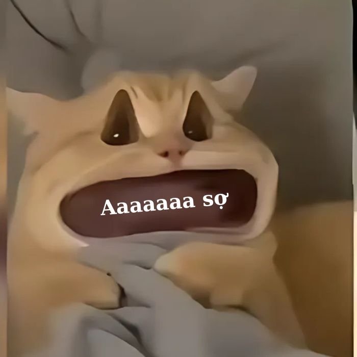 ảnh meme mèo bựa cute