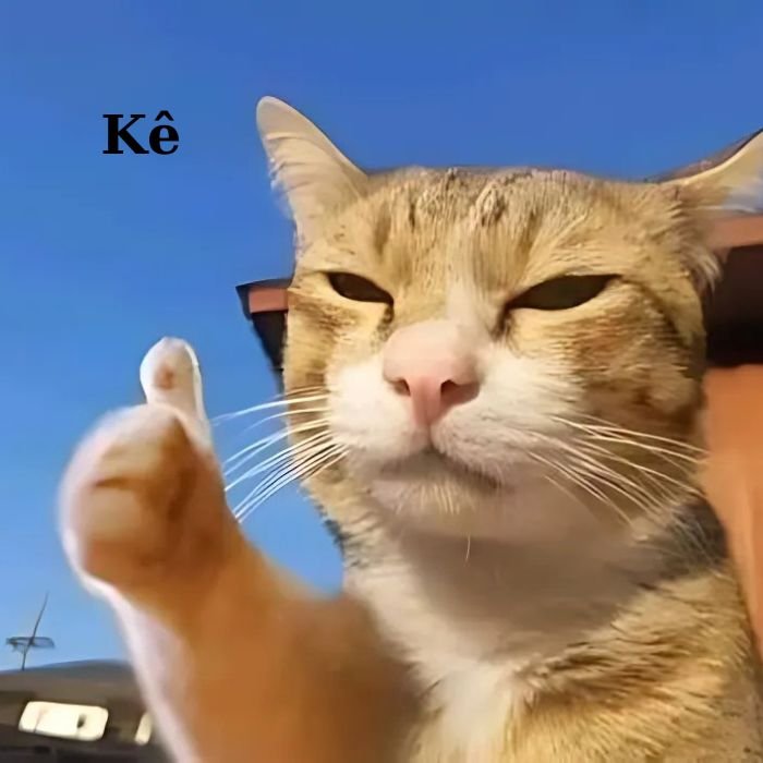 ảnh meme mèo bựa hề hề