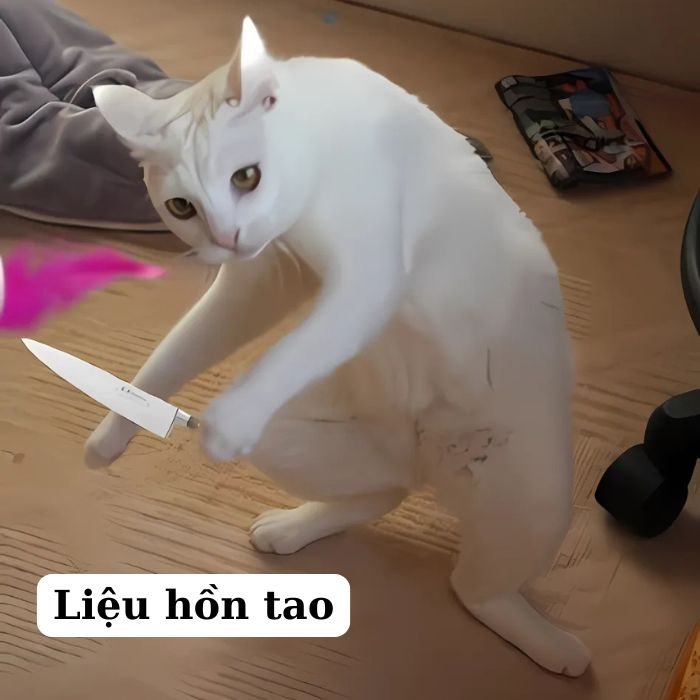 ảnh meme mèo bựa siêu chất