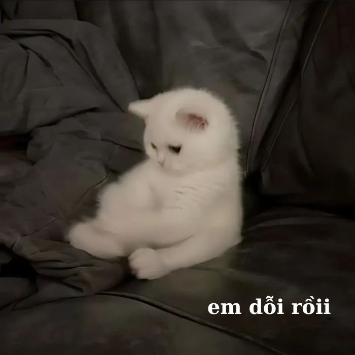 ảnh meme mèo bựu dỗi