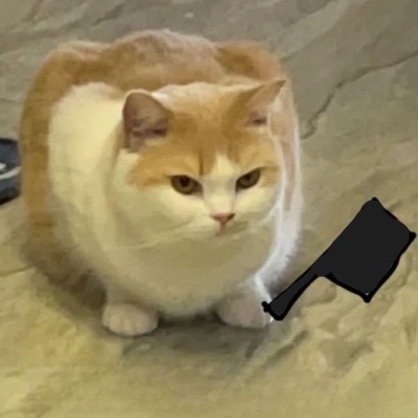 ảnh meme mèo cầm dao