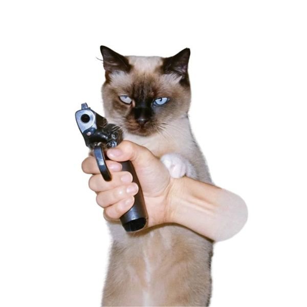 ảnh meme mèo cầm súng ghê gớm