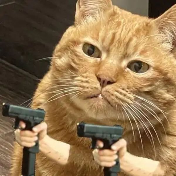 ảnh meme mèo cầm súng