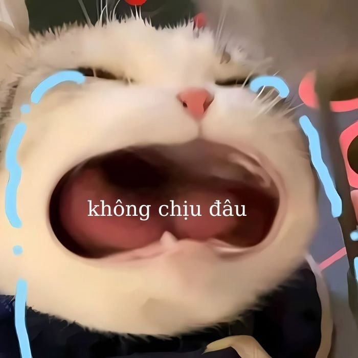 ảnh meme mèo khóc cute nhất