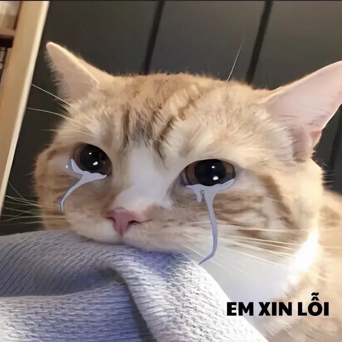 ảnh meme mèo khóc cute