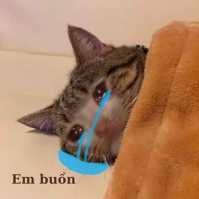 ảnh meme mèo khóc đáng yêu