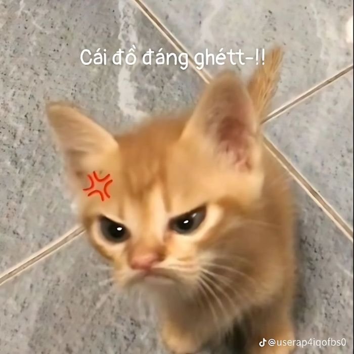 ảnh meme mèo khóc dỗi