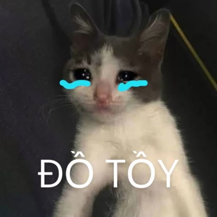 ảnh meme mèo khóc hờn