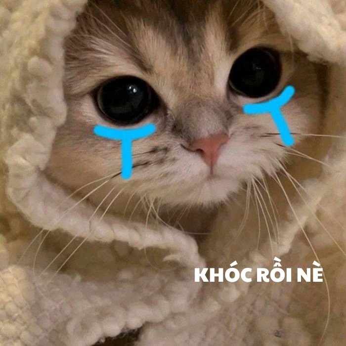 ảnh meme mèo khóc siêu cute
