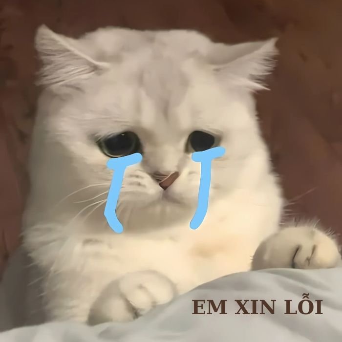ảnh meme mèo khóc siêu đáng yêu