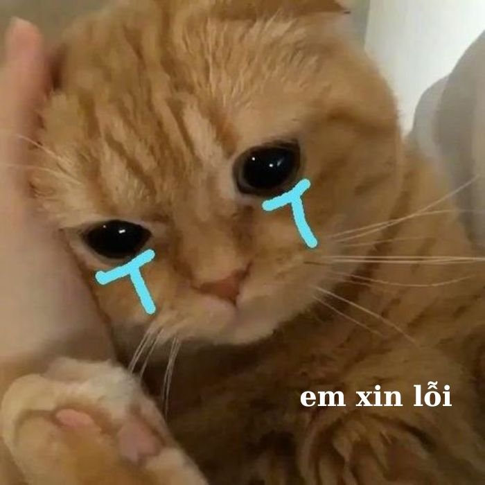 ảnh meme mèo khóc