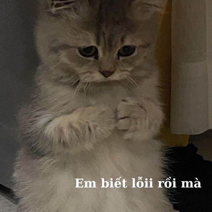 ảnh mèo bựa buồn