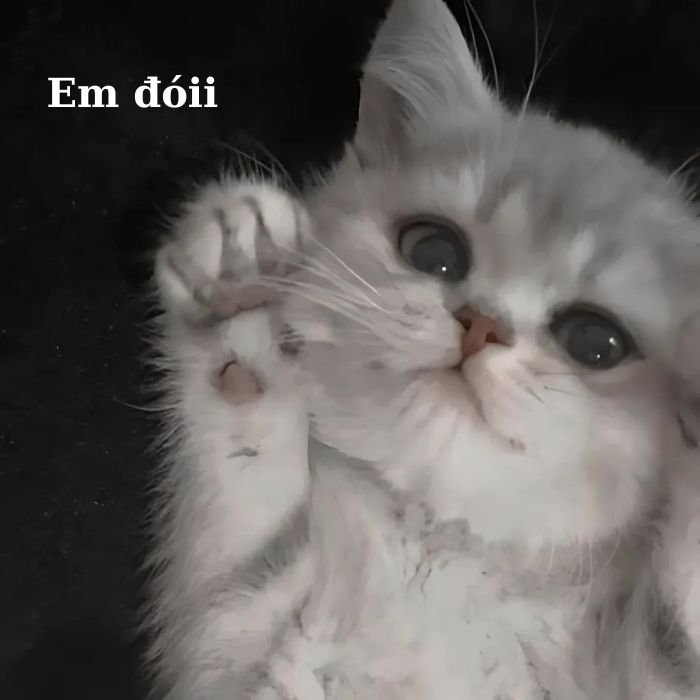 ảnh mèo bựa dễ thương