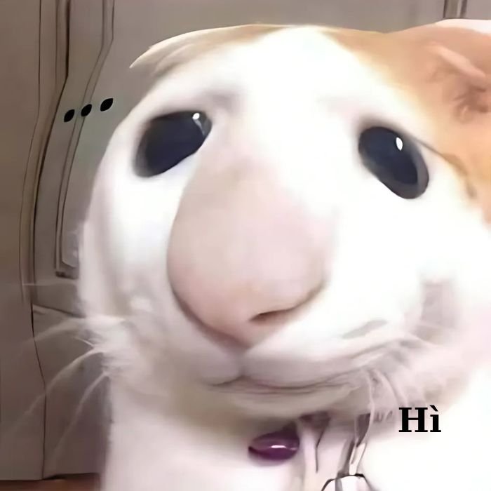 ảnh mèo bựa meme hề