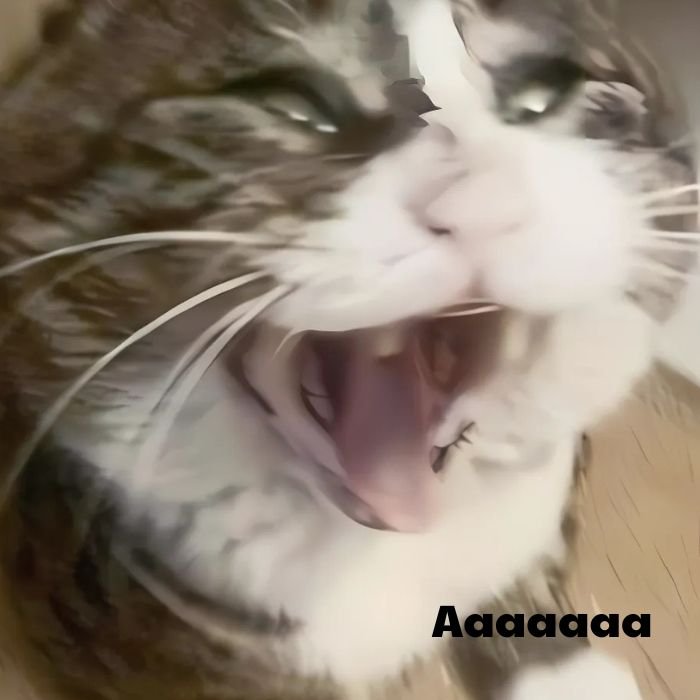 ảnh mèo bựa meme