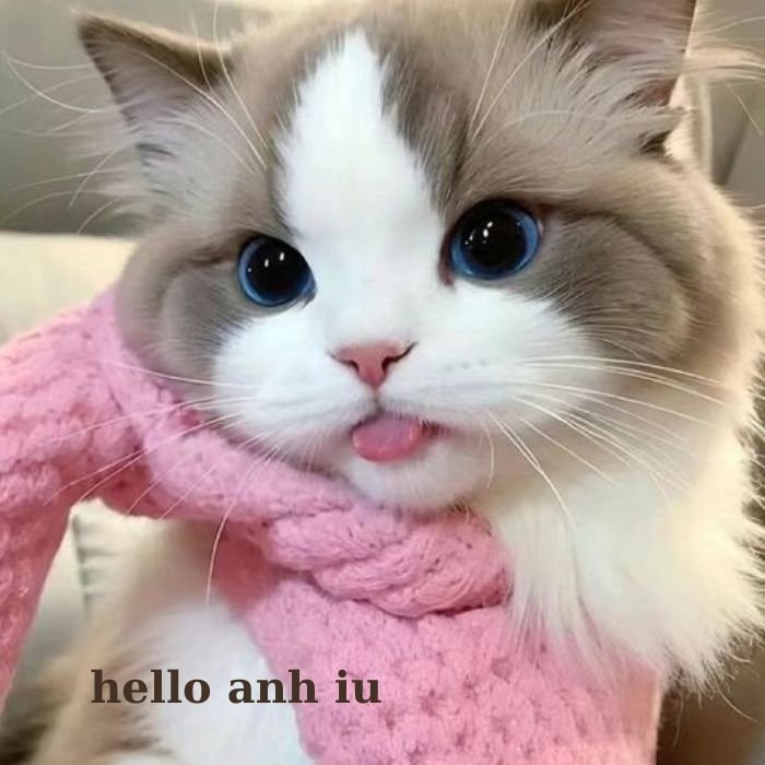 ảnh mèo bựa siêu xinh