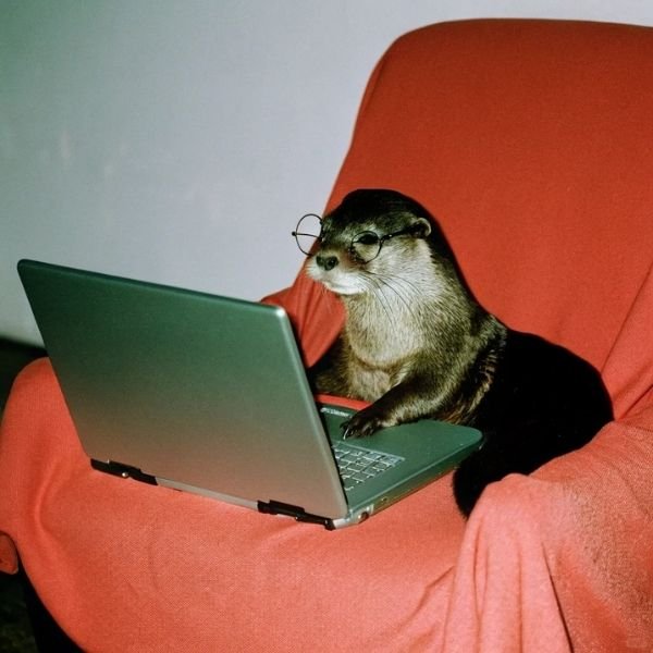 avatar rái cá đẹp