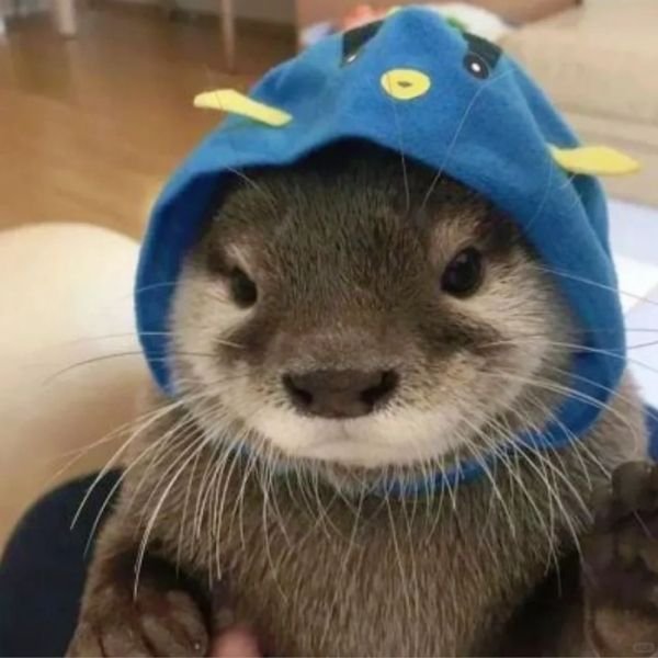 hình ảnh avatar rái cá đẹp nhất