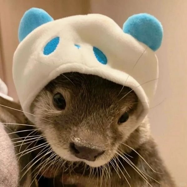 hình ảnh avatar rái cá full hd