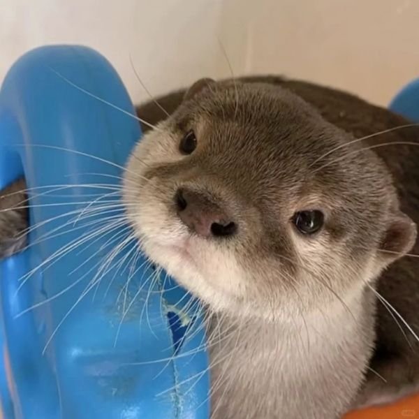 hình ảnh avatar rái cá hd