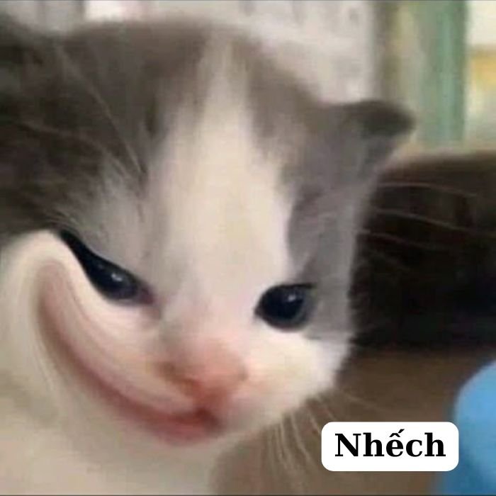 hình ảnh meme mèo bựa 4k